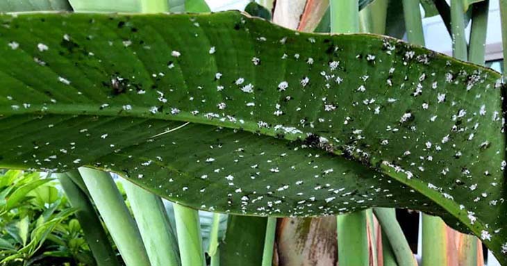 infestación de cochinilla