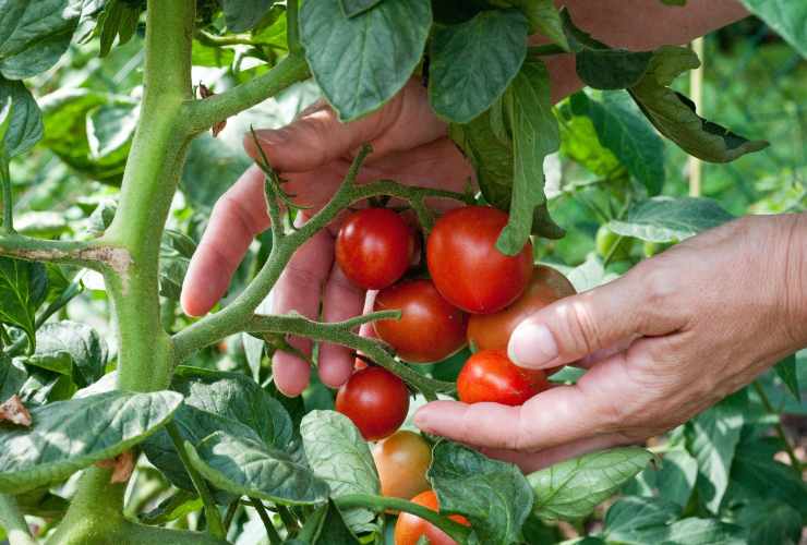 Planta de tomate