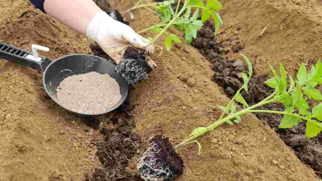 Agregue este nutriente antes de plantar: duplique inmediatamente el rendimiento del tomate – Mis Consejos Jardinería