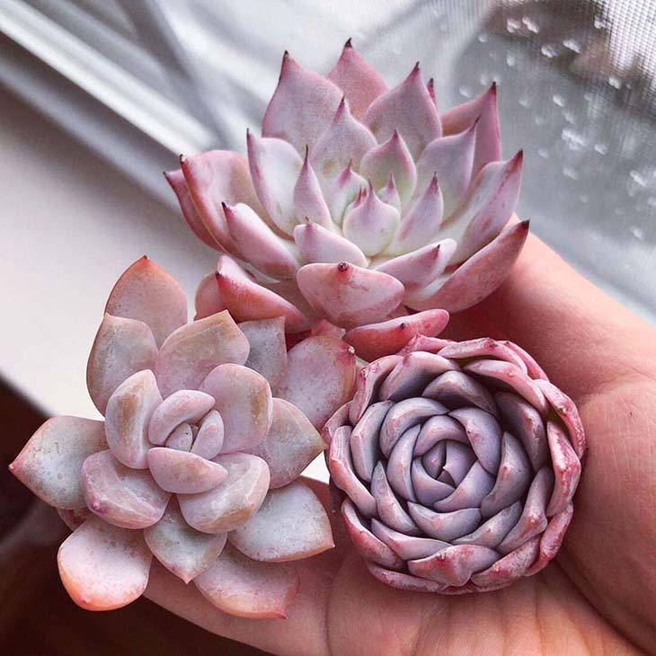 Echeveria