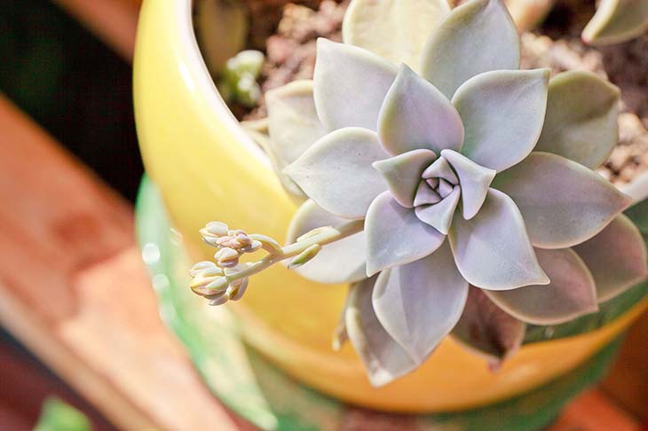 planta fantasma