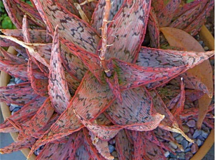Rubor rosa aloe