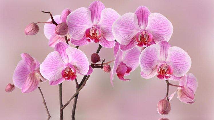Orquídea: el método de los viveristas