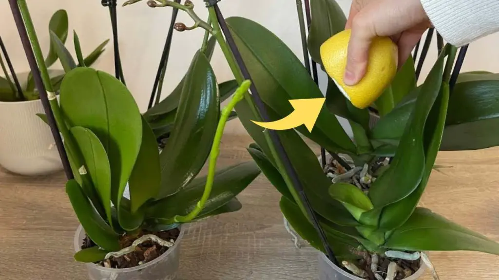Orquídea sana y exuberante si utilizas este ingrediente: el método del vivero – Mis Consejos Jardinería