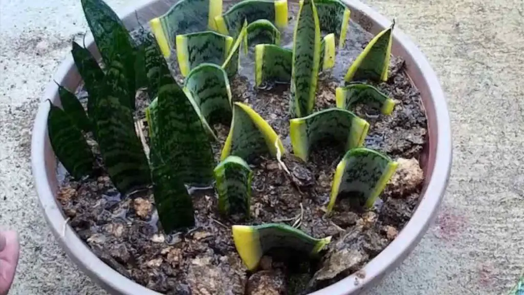 La lengua de la suegra, cómo reproducirla sin fin: el método real utilizado por las guarderías – Mis Consejos Jardinería