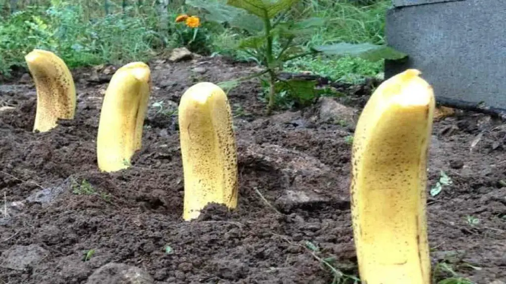 Planta 4 plátanos en tu jardín, no esperas lo que sucede después – Mis Consejos Jardinería