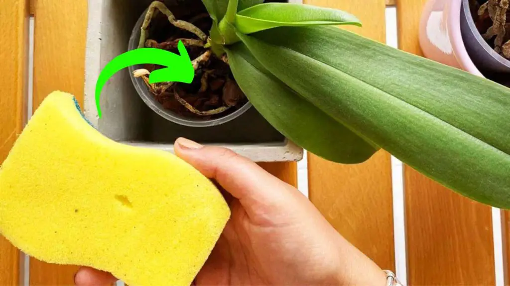Orquídea, el truco de la esponja para que florezca: nunca la habías tenido así – Mis Consejos Jardinería