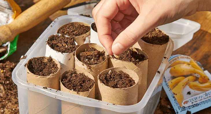 plantar las plántulas