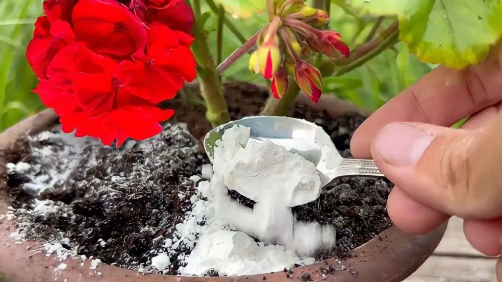 Geranio saludable y exuberante: con 1 cucharada de este cobra vida de inmediato – Mis Consejos Jardinería