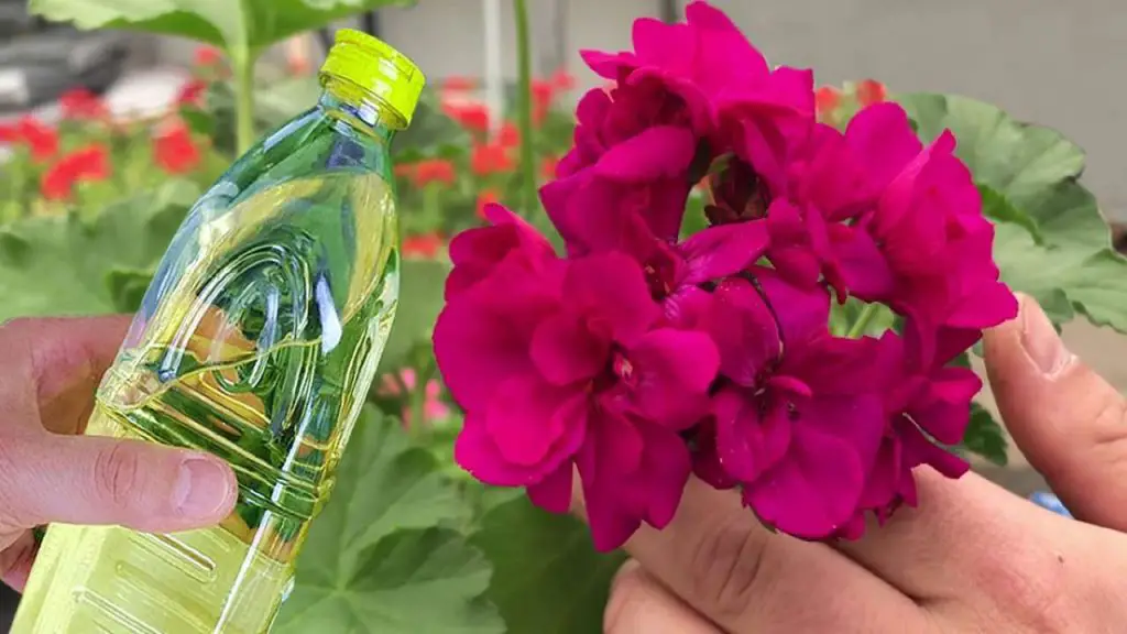 Geranios exuberantes, saludables y coloridos durante 5 años seguidos con este remedio natural – Mis Consejos Jardinería