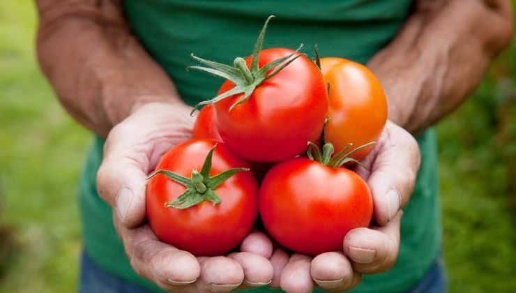 Cosecha de tomate
