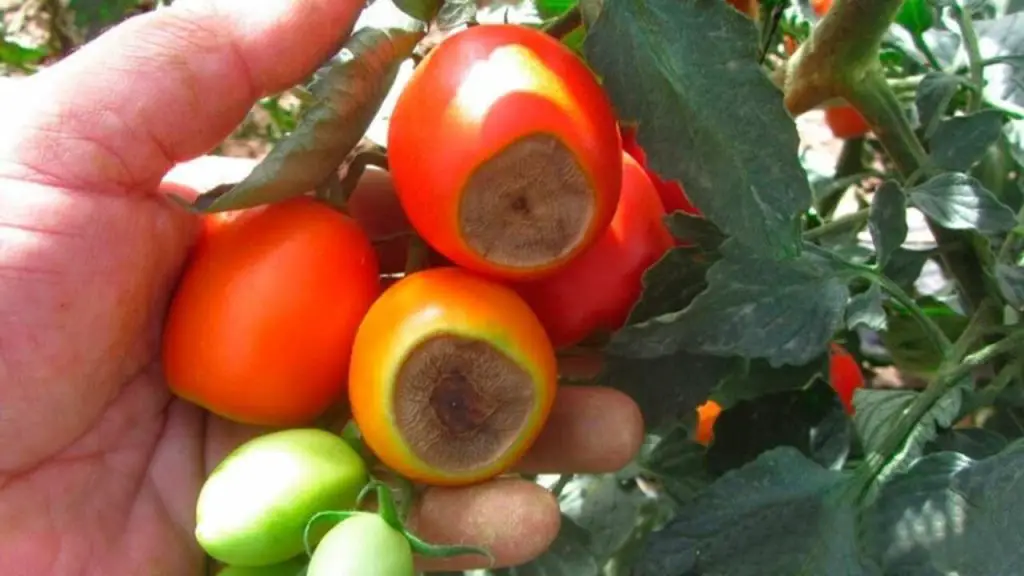 ¿Por qué los tomates se vuelven negros en la punta? No es por falta de agua: la razón – Mis Consejos Jardinería