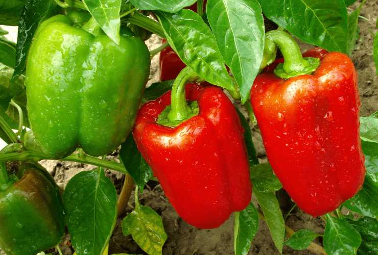 Pimiento