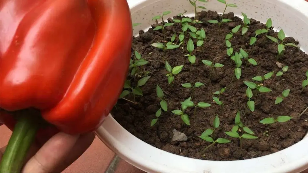 Cómo cultivar pimientos en casa: el secreto para tener una producción abundante. – Mis Consejos Jardinería