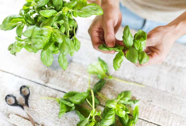 La técnica correcta para recoger hojas de albahaca