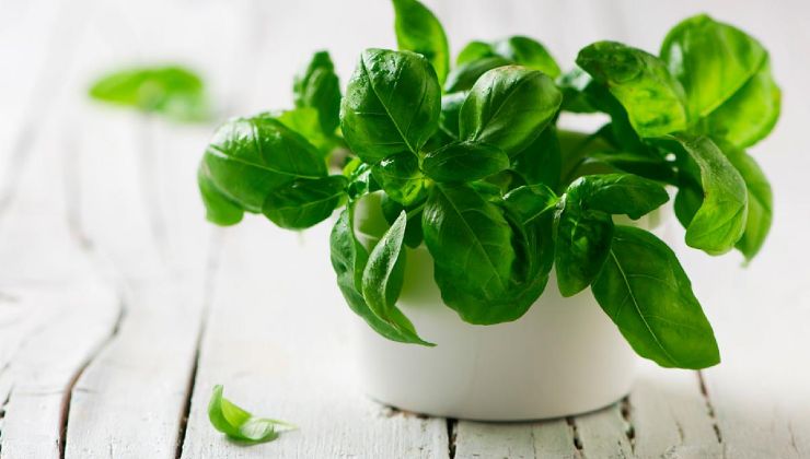Planta de albahaca