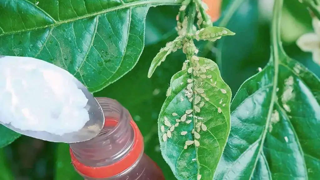 Adiós a las plagas en las plantas con este pesticida casero: solo necesitas 2 ingredientes – Mis Consejos Jardinería