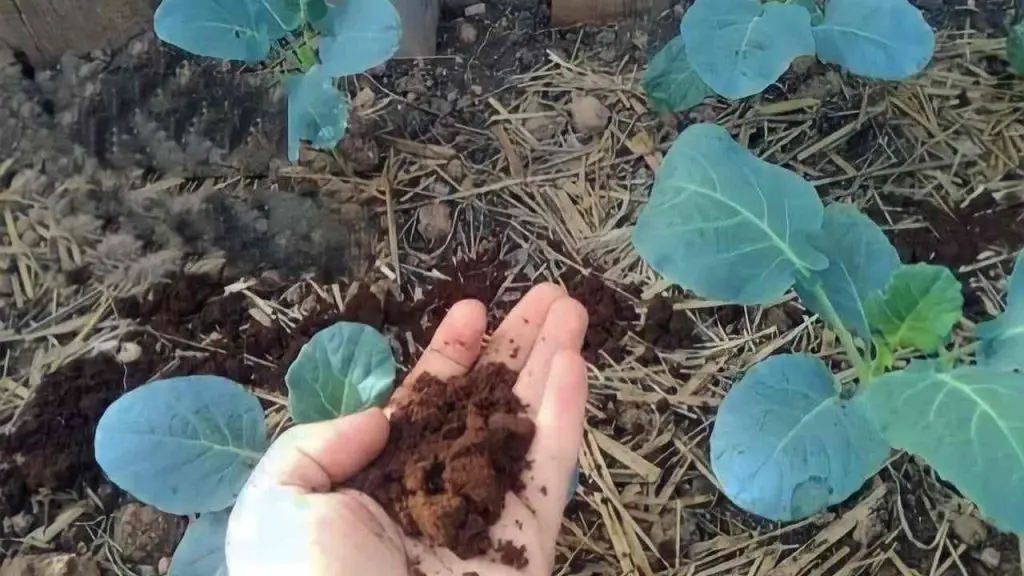 Este fertilizante natural para plantas pondrá celosos a todos los vecinos – Mis Consejos Jardinería