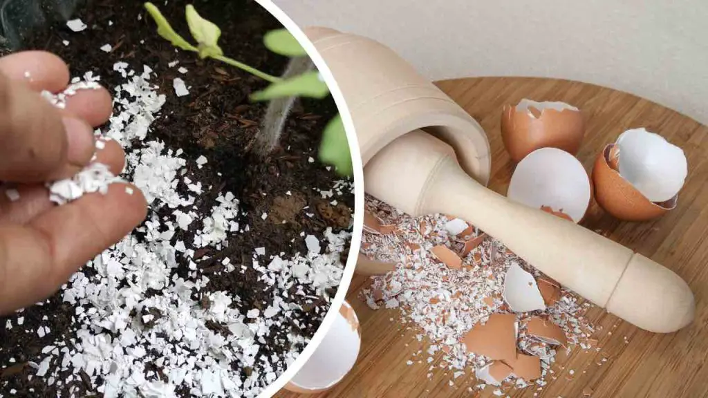 Cáscaras de huevo, nunca las tires: valen oro usadas en la casa y el jardín – Mis Consejos Jardinería