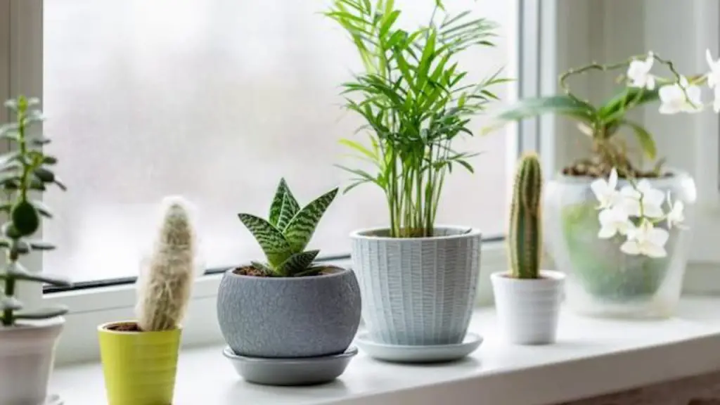 Nunca pongas estas plantas en el alféizar de la ventana: morirán en unos días. – Mis Consejos Jardinería