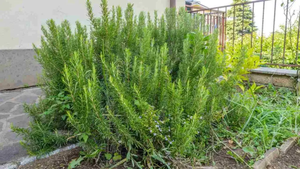 Romero, aquí está la regla de todo jardinero para tenerlo abundante y exuberante – Mis Consejos Jardinería