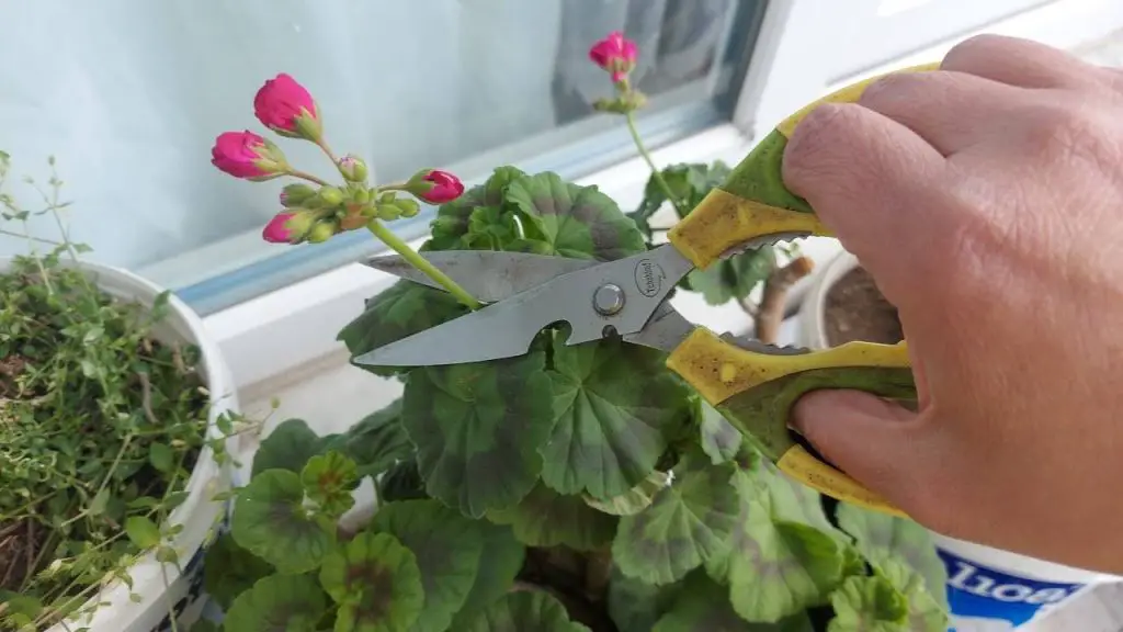 Los geranios, si haces este movimiento al menos una vez al mes florecen continuamente – Mis Consejos Jardinería