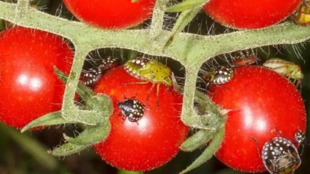 Adiós a las chinches en el jardín, que no sean insecticidas químicos: para que revoloteen de inmediato. – Mis Consejos Jardinería
