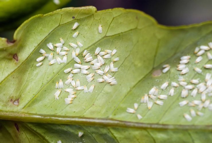 Ácaros blancos en la hoja