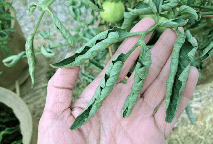 Planta de tomate con hojas rizadas