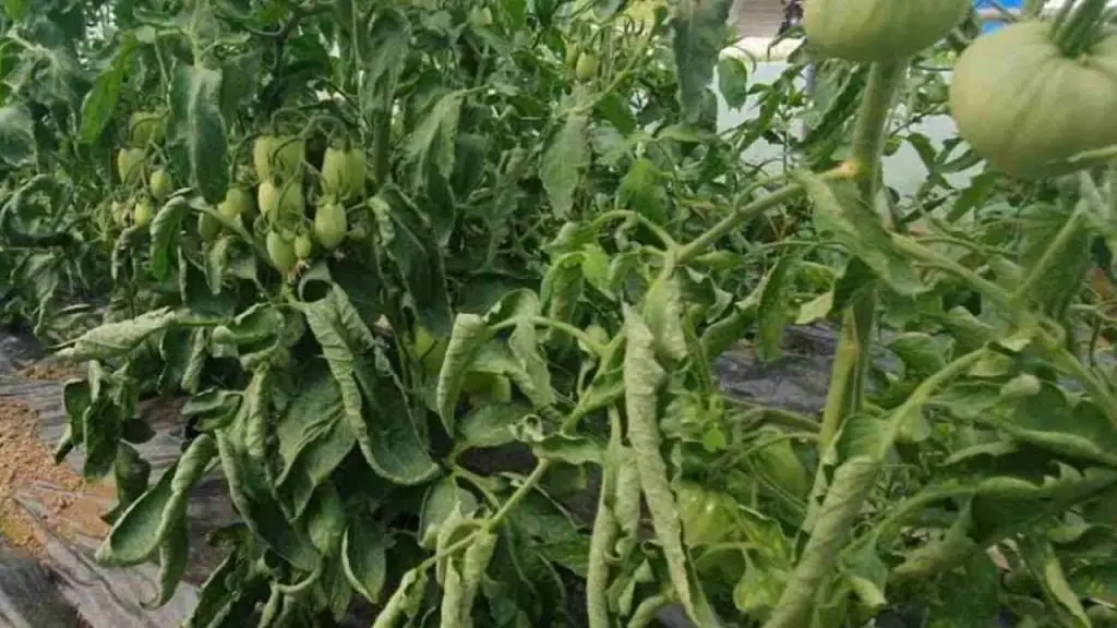 ¿Por qué las hojas de tomate a menudo se retuercen? Su culpa es – Mis Consejos Jardinería