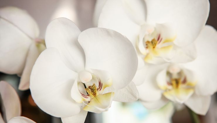 Orquídea: aquí está el ingrediente para hacer las flores exuberantes