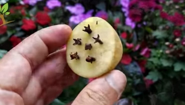 Patata y clavo para hacer un fertilizante natural