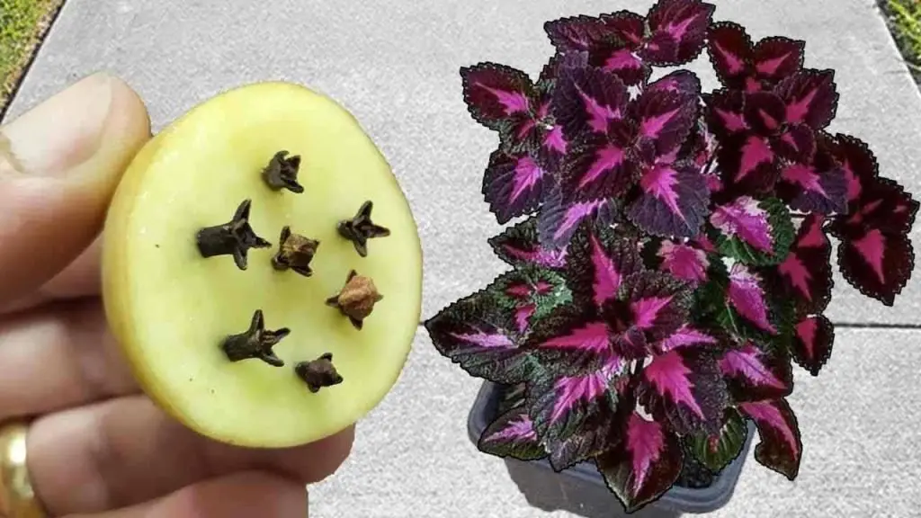 Después de descubrir este fertilizante natural ya no lo comprarás en la tienda – Mis Consejos Jardinería