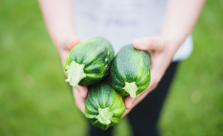 Calabacín cómo cultivarlos 