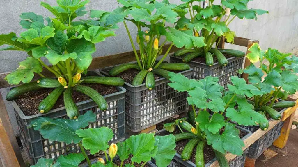 Calabacín, aquí le mostramos cómo cultivarlos en casa para obtener una cosecha completa y exuberante – Mis Consejos Jardinería