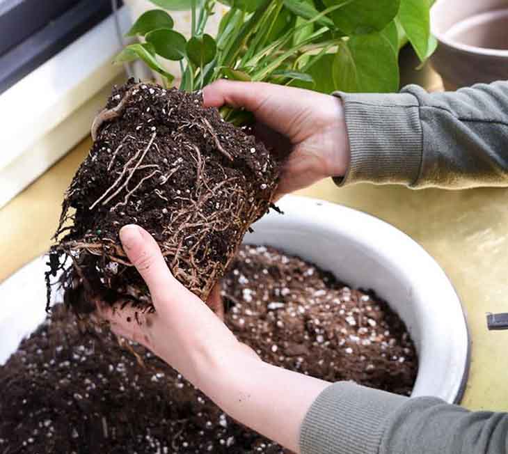 desenterrar una planta