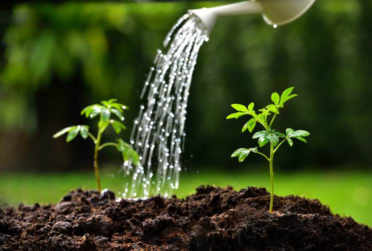 Riego de plantas