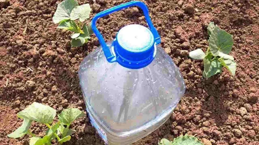 El sistema más simple para regar pepinos, tomates, calabacines, sandías y melones. – Mis Consejos Jardinería