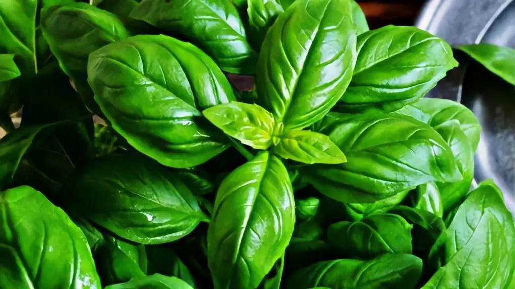 Albahaca, dónde plantarla para que sea fuerte, bella y frondosa: el lugar insospechado – Mis Consejos Jardinería