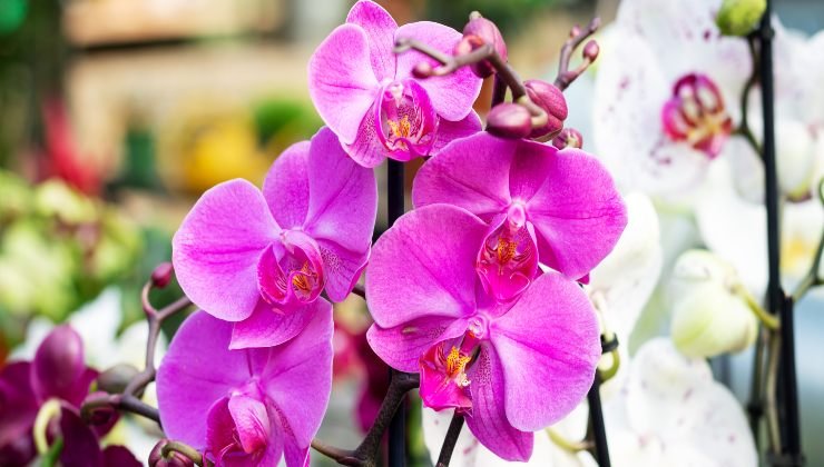 Orquídea: cómo hacerla fuerte