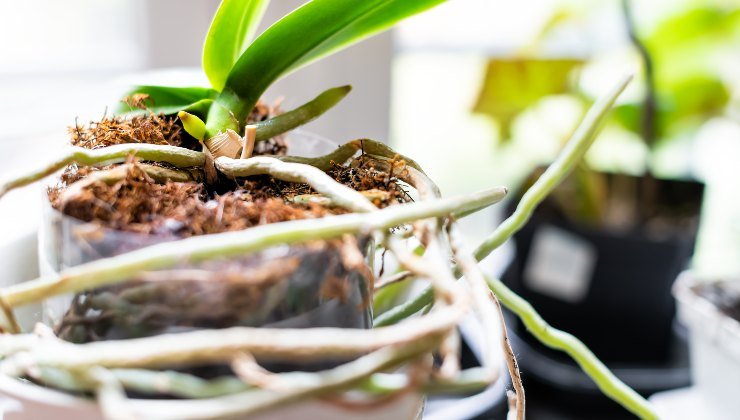 Orquídea: cómo hacerla fuerte