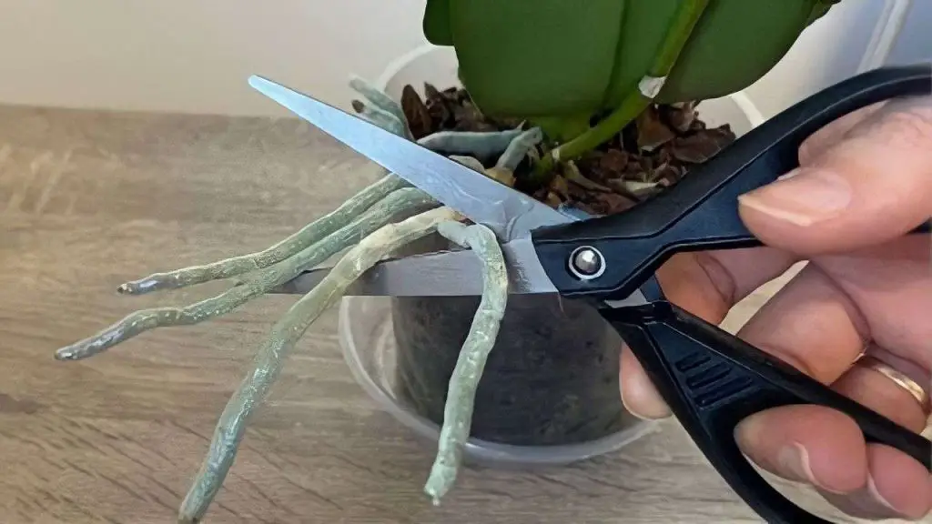 Orquídea, raíces fuertes y flores abundantes si lo haces: nadie piensa en ello – Mis Consejos Jardinería