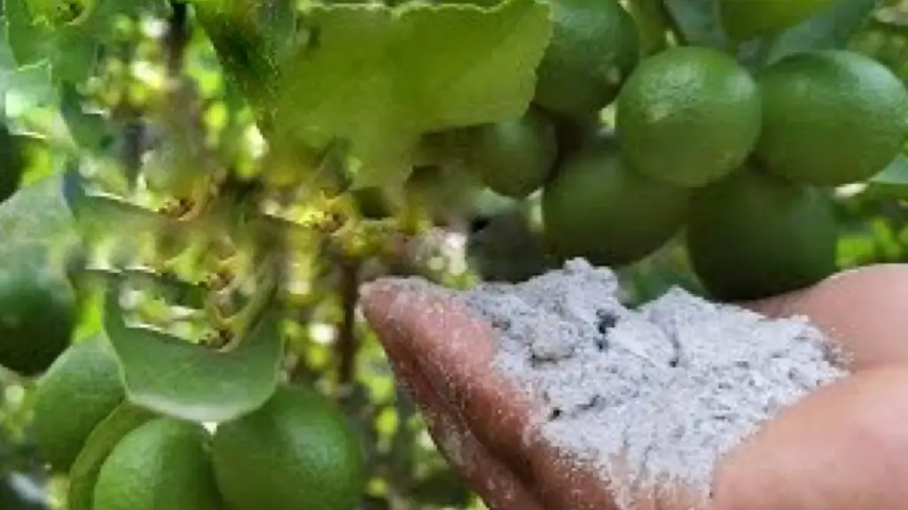 Con este polvo tendrás una cosecha exagerada: el barrio querrá saber el secreto – Mis Consejos Jardinería