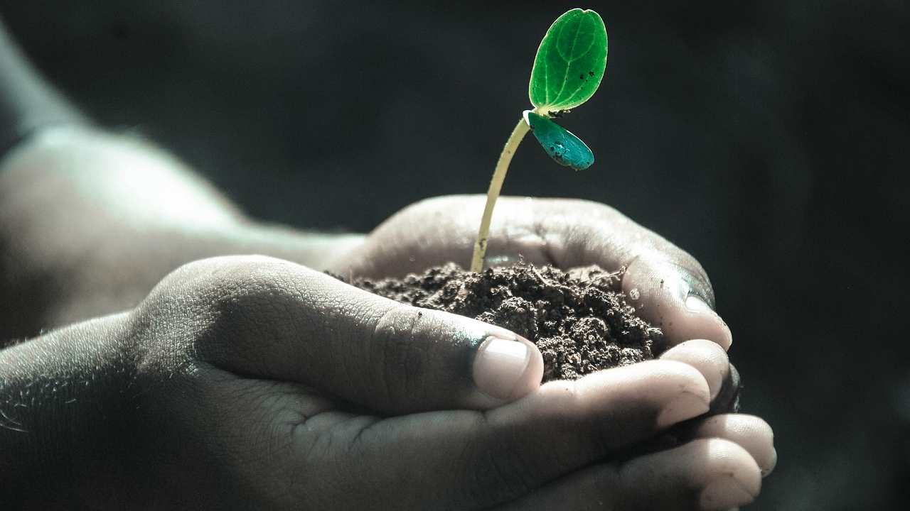 Fertilizantes naturales