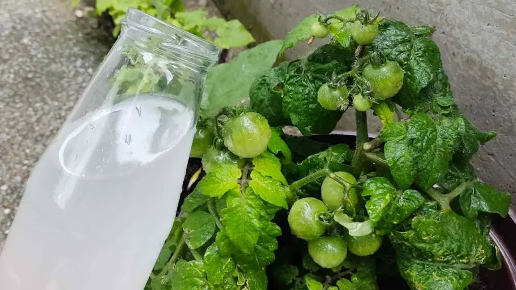 Riegue tomates y pepinos con esta preparación, se sorprenderá: nunca lo había tenido así – Mis Consejos Jardinería