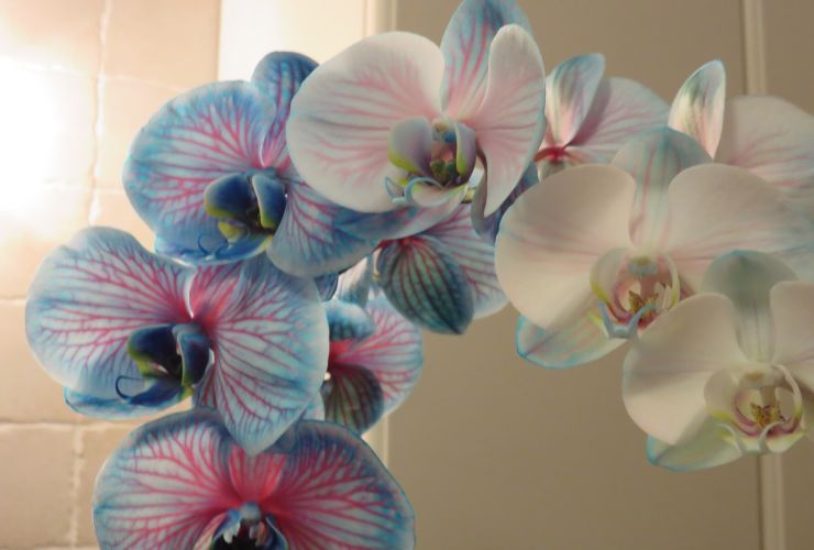 Orquídea
