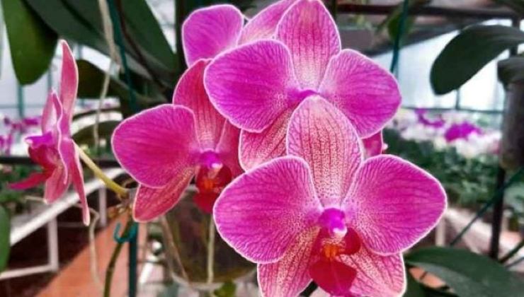 L'orchidea La orquídea