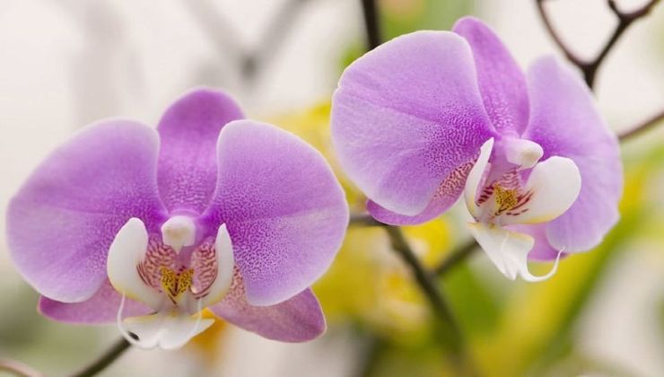 Orchidea fiorita Orquídea en flor