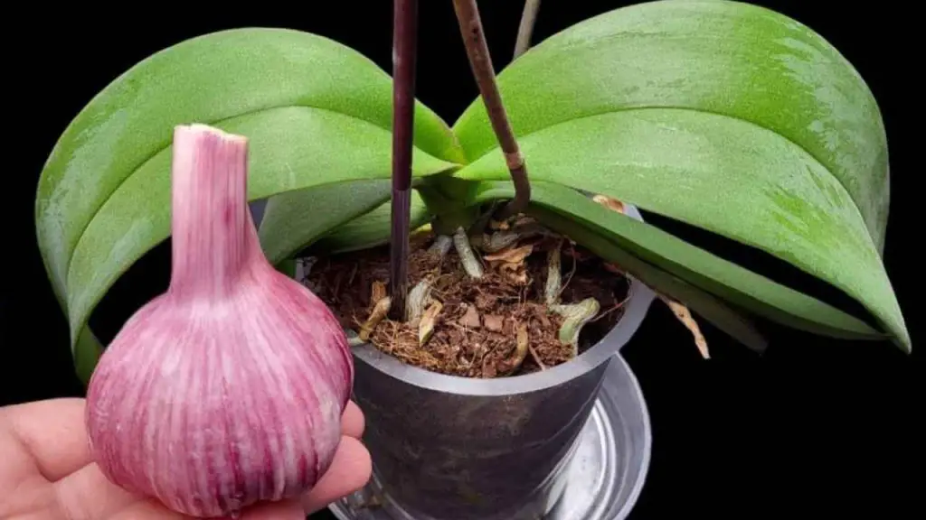 Si haces esto, la orquídea florecerá durante todo un año: los viveristas también la recomiendan. – Mis Consejos Jardinería