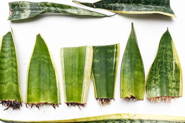 ¿Cómo obtener una sansevieria o "lengua de suegra" de una sola hoja? 1 método simple y efectivo 3 Esquejes de Sansevieria